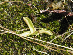 Pinguicula macroceras