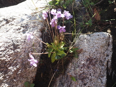 Pinguicula macroceras
