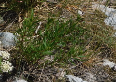 Chamaenerion fleischeri