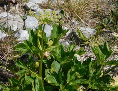 Peucedanum ostruthium