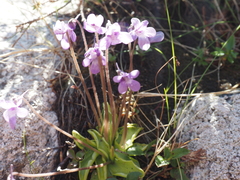 Pinguicula macroceras