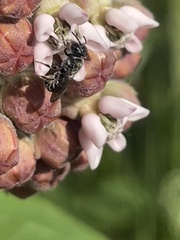Megachile campanulae