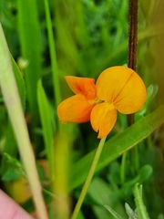Lotus corniculatus