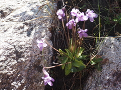 Pinguicula macroceras