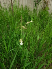 Silene latifolia
