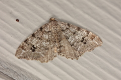 Macaria granitata