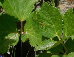 Peucedanum ostruthium