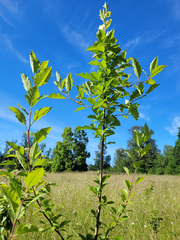 Crataegus × cogswellii