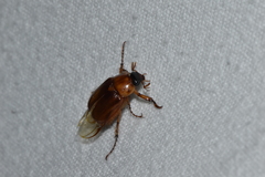 Cyclocephala borealis