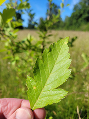 Crataegus × cogswellii