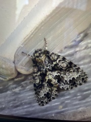 Acronicta fragilis