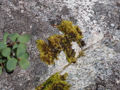 Racomitrium fasciculare