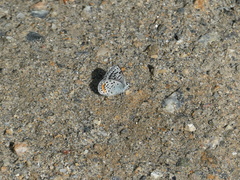 Euphilotes ancilla