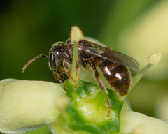 Lasioglossum imitatum