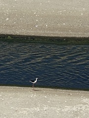 Himantopus mexicanus