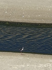 Himantopus mexicanus