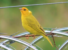 Sicalis flaveola flaveola
