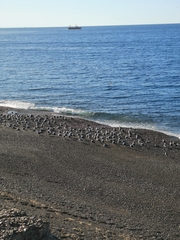 Larus dominicanus