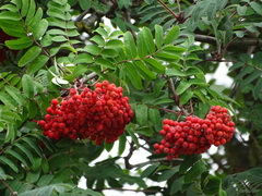 Sorbus aucuparia