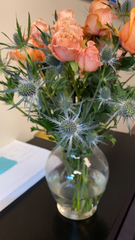Eryngium hookeri