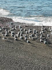 Larus dominicanus