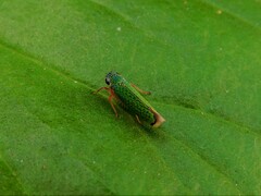 Versigonalia vermiculata