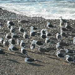Larus dominicanus