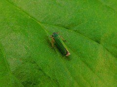 Versigonalia vermiculata