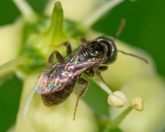 Lasioglossum imitatum