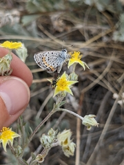 Euphilotes ancilla