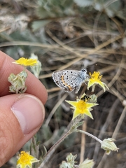 Euphilotes ancilla