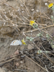 Euphilotes ancilla