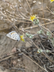 Euphilotes ancilla