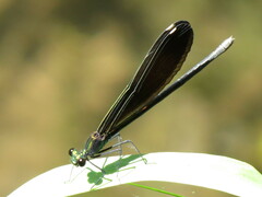 Calopteryx maculata