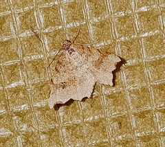 Macaria alternata