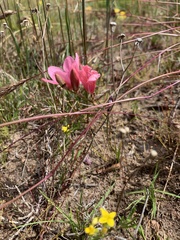 Tritonia squalida