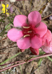 Tritonia squalida