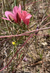 Tritonia squalida