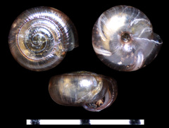 Paravitrea lamellidens