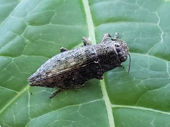 Dicerca lurida