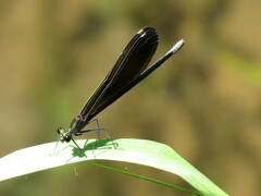 Calopteryx maculata