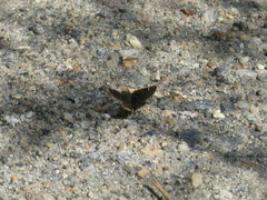 Piruna pirus
