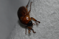 Cyclocephala borealis