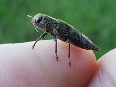 Dicerca lurida