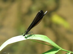 Calopteryx maculata