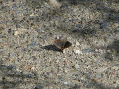Piruna pirus
