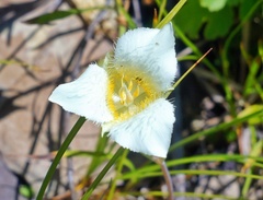 Calochortus apiculatus