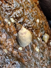 Tectarius striatus