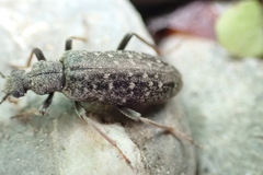 Eurygeniinae