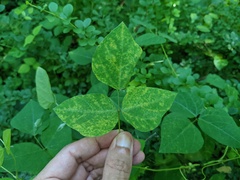 Synchytrium decipiens